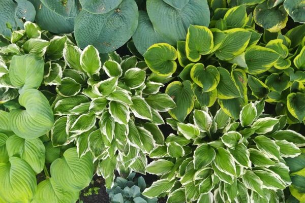 Know About Shade Plants Shade Plants